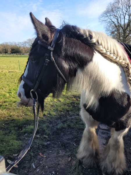 I bought a pony!!!