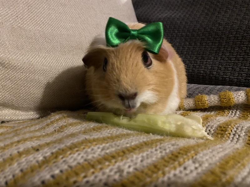 A genuine Guinea pig thread!!! 