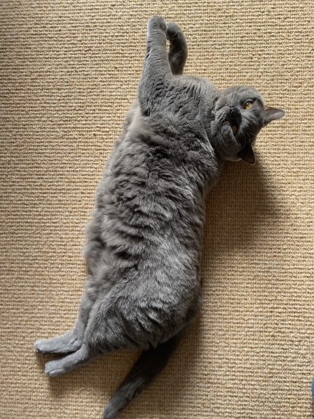 To KNOW Dcat was wrong and secretly think she should admit she was?