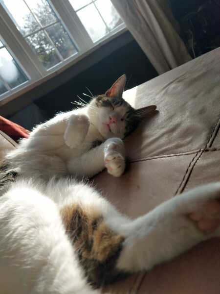Cats used to be worshiped as Gods...