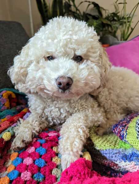 Recommend your breed to me