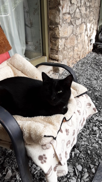 How many black cats...