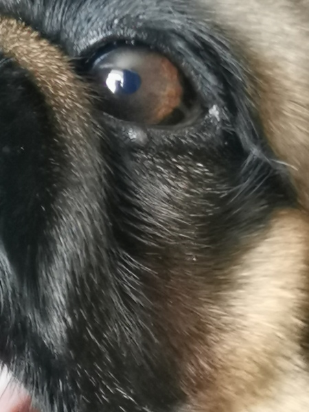 Any vets/vet nurses about? Spot on eye