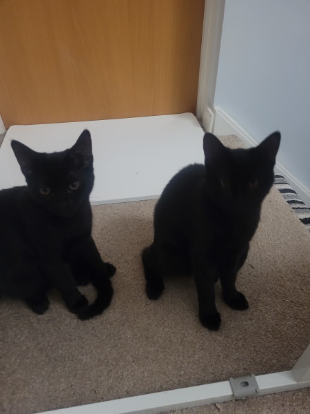 How to get our 7 month old boys to go the loo outside?