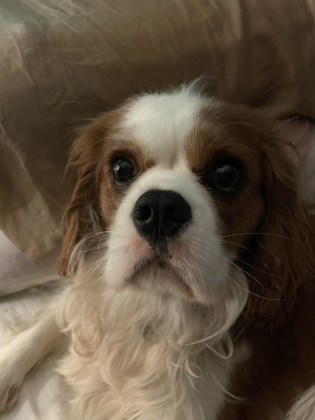 King Charles
