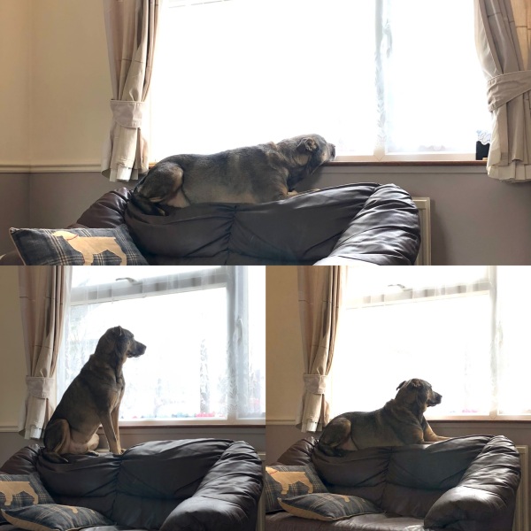 Does anyone's dog look through window 