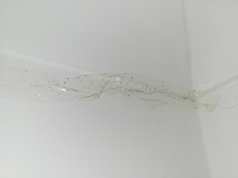 What's living in my wall?!