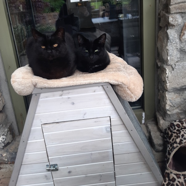 How many black cats...