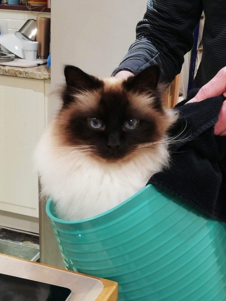 Does anyone have a ragdoll?