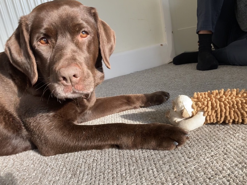Tell me everything I need to know about Labradors please!