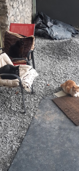 How many black cats...