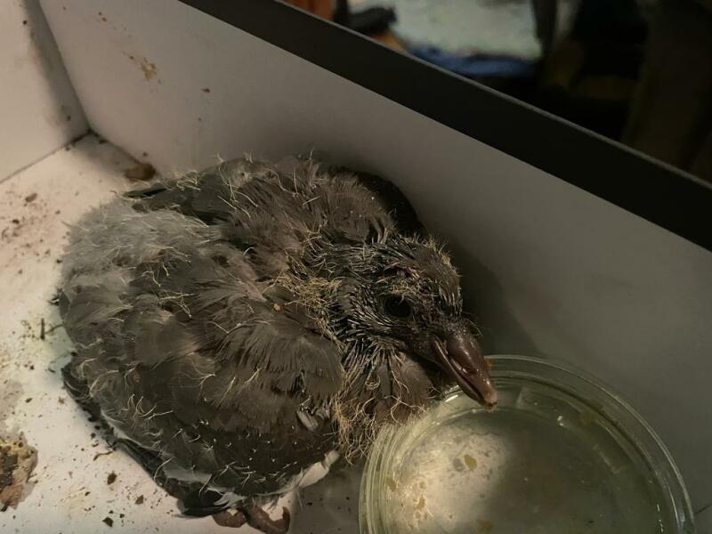 Baby bird pic - what is this? 