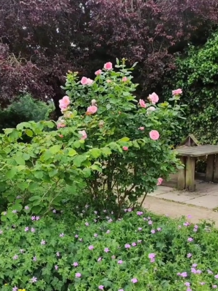 Rose plant?!