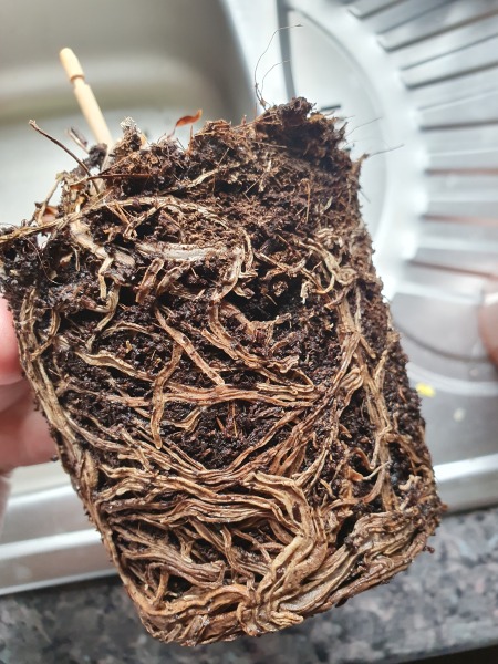 Dead houseplant?