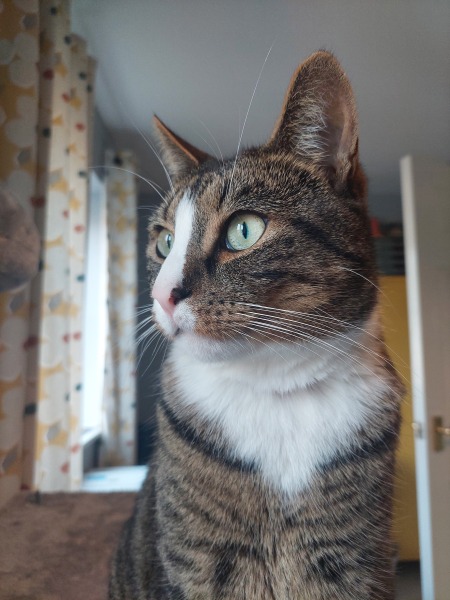 Anyone Else's Cat Going Bonkers!!!!