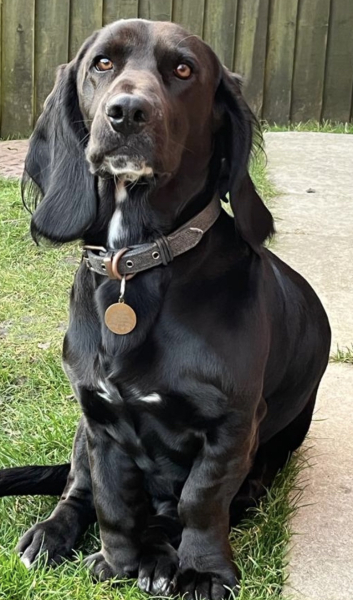 Recommend your breed to me