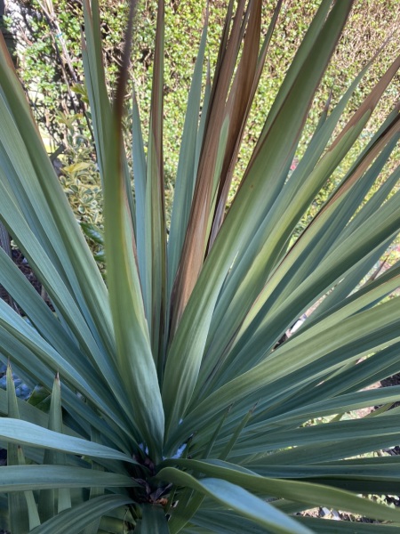 Cordyline dead?