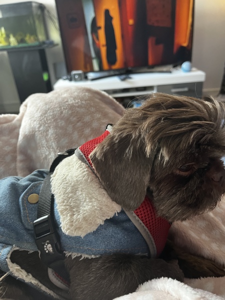 Anyone got a Shih Tzu?