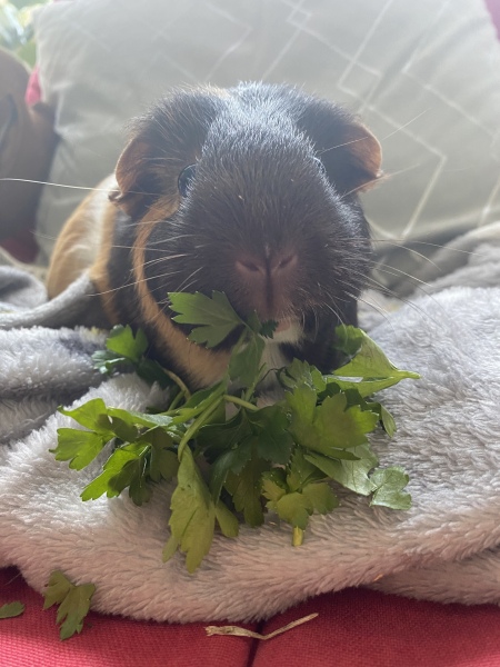 A genuine Guinea pig thread!!! 