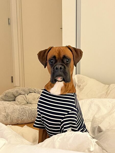 Put me off getting a boxer puppy! 