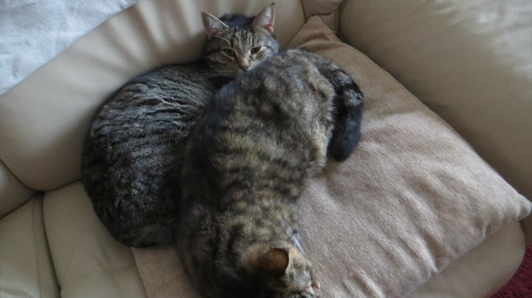 Future pet....cat?