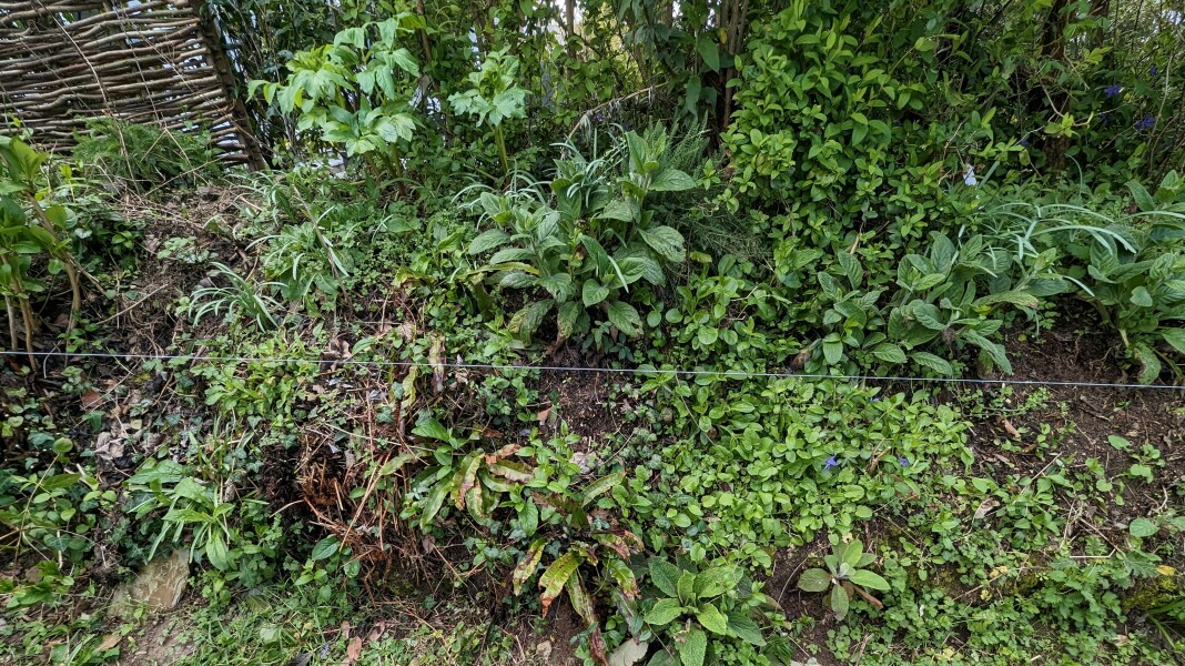 Plant id and some vinca advice please
