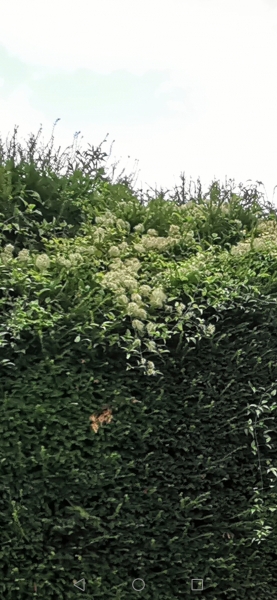 Clematis vitalba 
