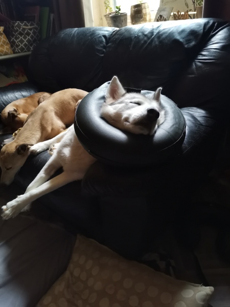 Skinny dogs with bleeding floppy ears! TW blood
