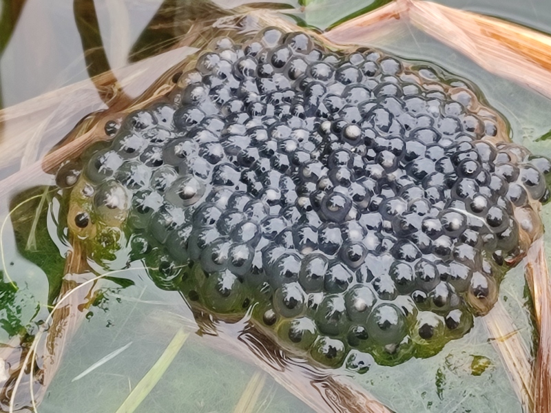 Spring Weather watch