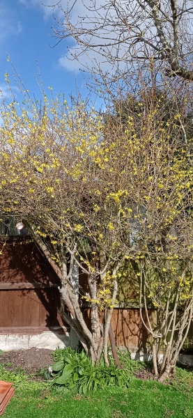 What would you do with this forsythia?
