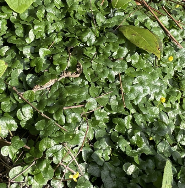 Plant ID please