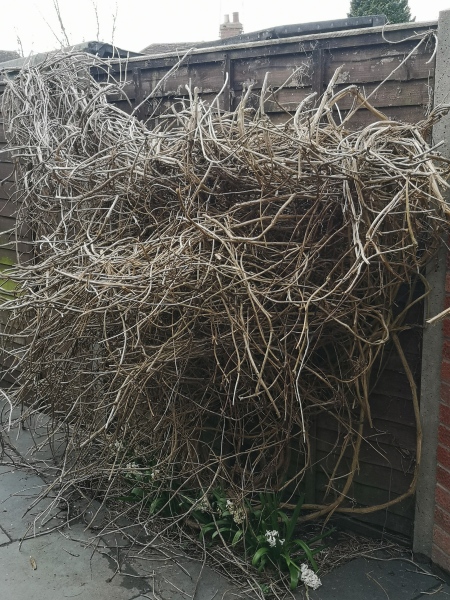Any advice on trashed huge clematis
