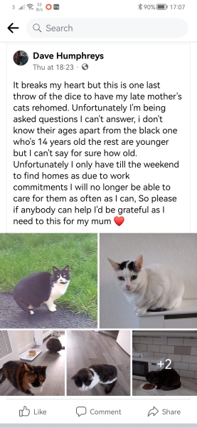 I need an older cat for my DM. Where from?