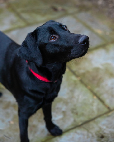 Yellow labs