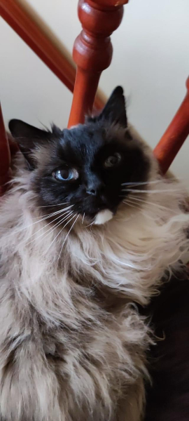 Does anyone have a ragdoll?