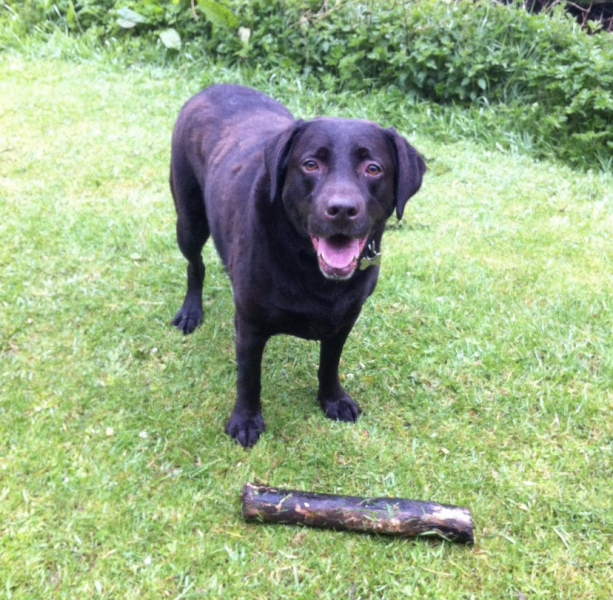 Tell me everything I need to know about Labradors please!