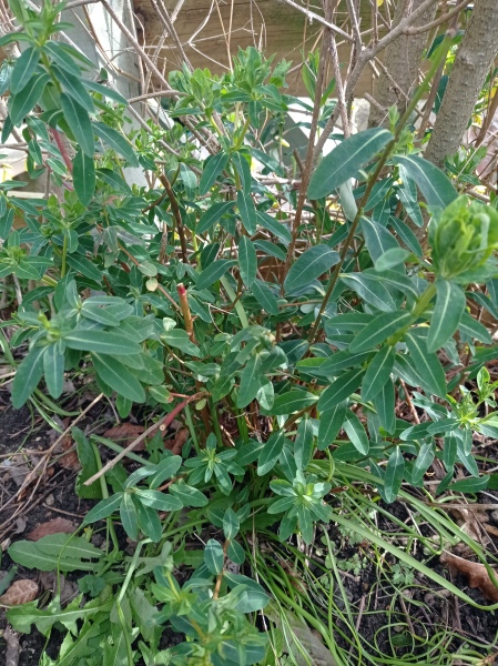 Can anyone identify this plant for me? 