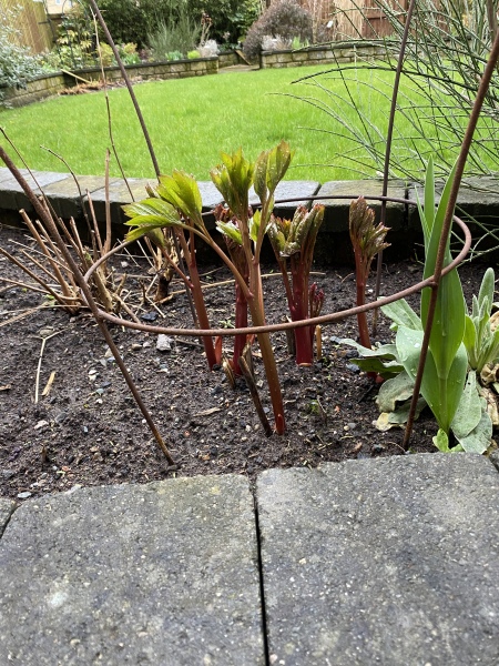 Have your peonies sprouted yet?