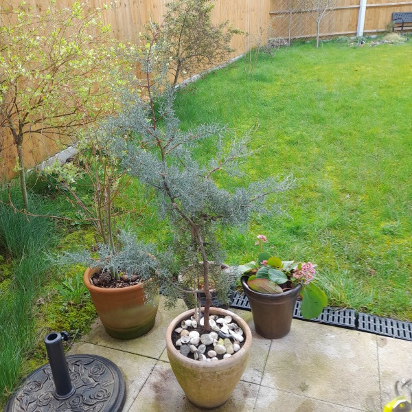 What is this conifer?