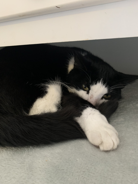 Hundreds of cats, thousands of cats, millions and billions and trillions of cats