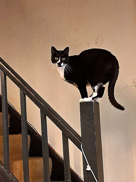 Cats used to be worshiped as Gods...