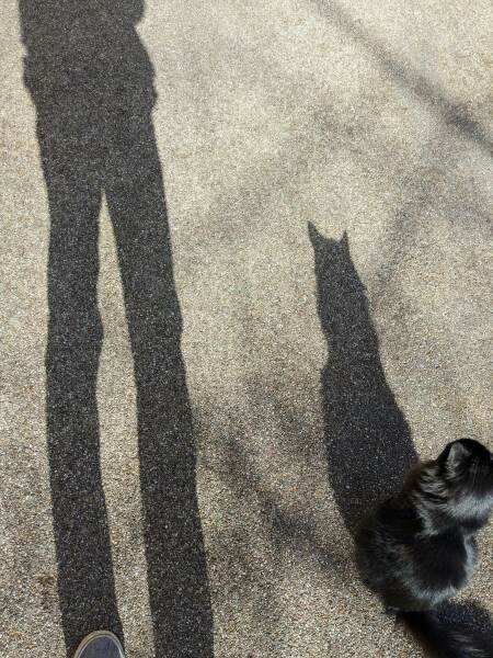Hundreds of cats, thousands of cats, millions and billions and trillions of cats