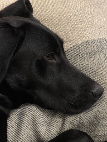 Tell me everything I need to know about Labradors please!