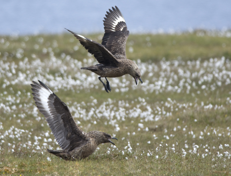 A question about Corvids