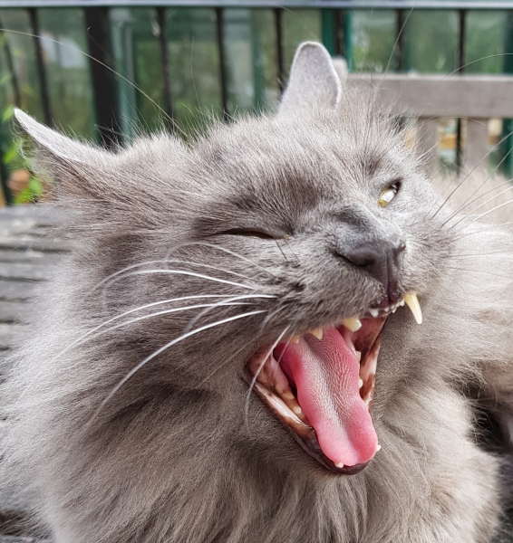 Just found dcat has broken canine tooth