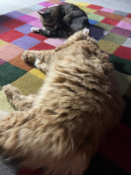 Cats insatiable appetite - help and also some support 