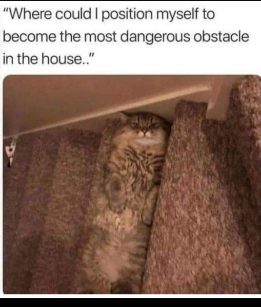 to think your tail is your own responsibility