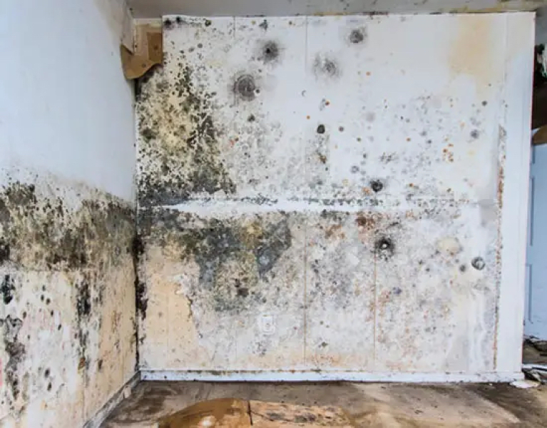 Mould in homes - if it's THAT bad, sort it yourself?