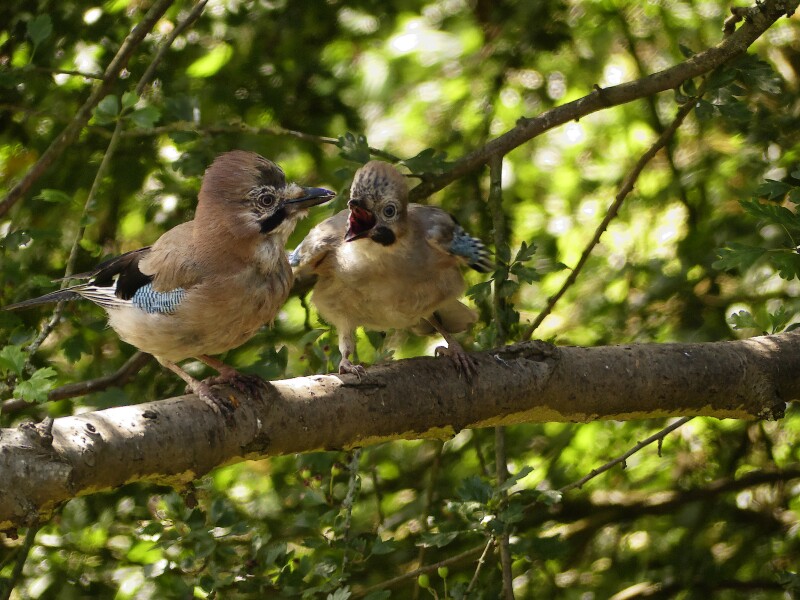 A question about Corvids