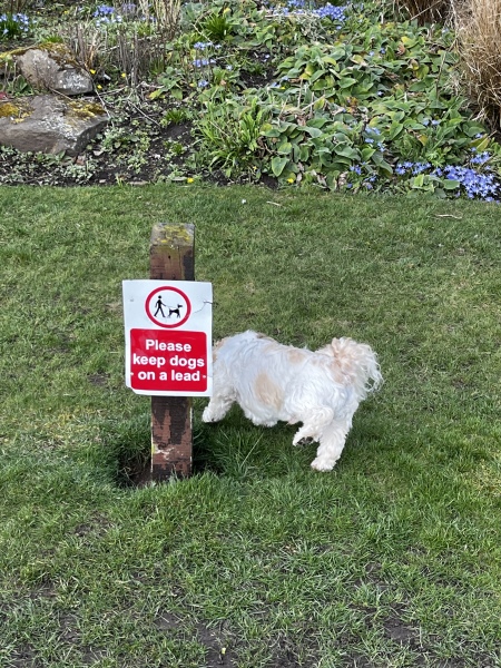 Anyone got a Shih Tzu?